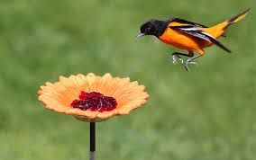 Birds Blooms Magazine Review Top Tips For Attracting Orioles To Your Yard Birds And Blooms Oriole Bird Oriole Bird Feeders Backyard Birds