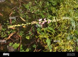 Image result for Pleurolobus