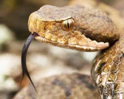 Snakes venomous animals
