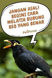 Berbagai Cara Melatih Burung Beo Agar Cepat Bisa Ngomong Mudah Dan Efektif Burung Beo Melatih Burung