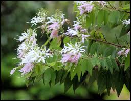 Image result for Bauhinia burrowsii