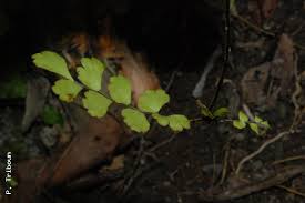 Image result for Adiantum soboliferum
