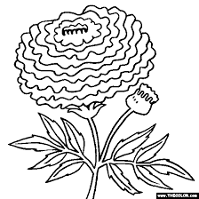 Each color scheme contains the html color codes you will need. Marigold Flower Coloring Page Tagetes Coloring