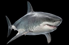 Pin By Paulo Mira On Tattoos In 2020 3d Model Shark Great White Shark