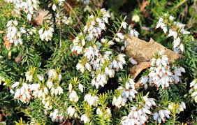 Check spelling or type a new query. Scottish Heather The Legendary Flower Of Scotland