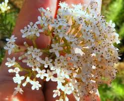 Image result for Selago coerulea