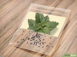 Take them out and let them thaw, then freeze them again for another month. How To Grow Catnip 11 Steps With Pictures Wikihow