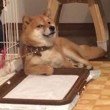 豆柴のドヤ顔は何度見てもなごむ んだけど えっ 画像 柴犬 犬 かわいい動物の写真