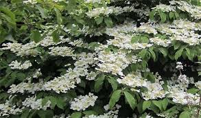 Arbustes persistants de bord de mer. Arbustes A Fleurs Blanches 400 Varietes A Commander En Ligne