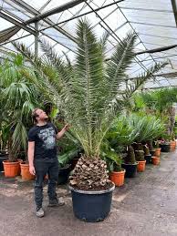 Image result for Phoenix canariensis