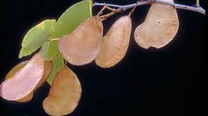 Image result for Colophospermum