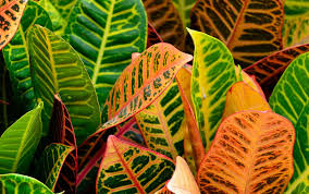 Image result for Croton polytrichus