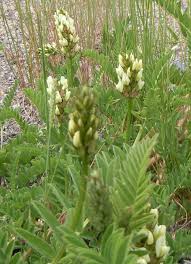 Image result for Cicer