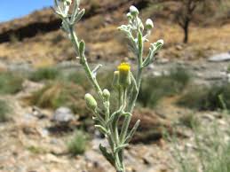 Image result for Laggera