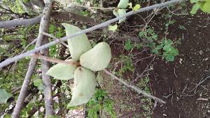 Image result for Sterculia rogersii