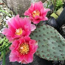 This beavertail cactus, oputia basilaris, was photographed in the plomosa mountains northeast of quartzite, la paz co., arizona, usa. Plant Encyclopedia Phoenix Perennials And Specialty Plants