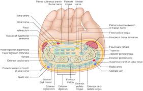 Check spelling or type a new query. Miscellaneous Topics Section 9 Postgraduate Orthopaedics