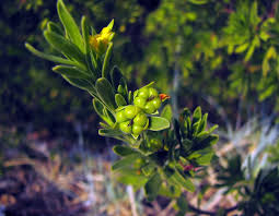 Image result for Surianaceae