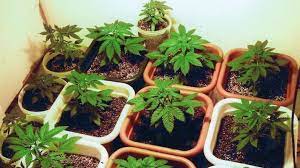 Now, if you plan on growing plants that you'll keep for a. What S The Best Container For Growing Weed Green Rush Daily