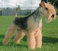 Take advantage of our puppysearch or leisurely browse our directory of hundreds of dog breeds, lakeland terrier dog breeders, lakeland terrier dogs for adoption, and lakeland terrier puppy for sale listings with. Lakeland Terrier South Africa Lakeland Terrier Breed Dog Breeders Gallery