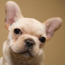 Each has their own adoption and located in ohio, buckeye bulldog rescue focuses on french and english bulldogs needing homes. French Bulldog Pictures Lovetoknow