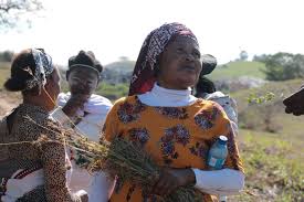 Image result for Priva flabelliformis