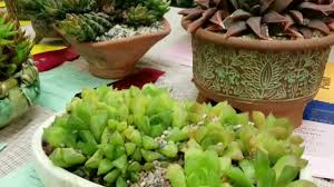 The cactus and succulent society of america (cssa) was founded in 1929, in pasadena, california and has grown to encompass over 80 affiliated clubs and thousands of members worldwide. Cactus And Succulent Show In San Luis Obispo Ca Usa Youtube