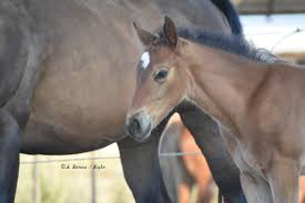 Cavallini selvaggi di assateague che accoppiano la spiaggia. Alla Scoperta Delle Relazioni Sociali Tra Cavalli Equestrian Insights