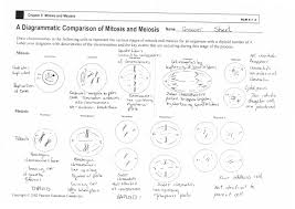 Pin On Mitosis Vs Meiosis