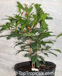 Order trees, plants, and supplies online now. Miracle Fruit Synsepalum Dulcificum