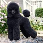 Our Large Standard Poodles - Royal