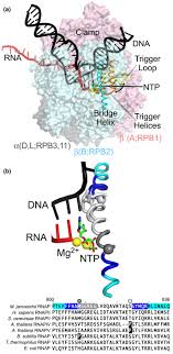 In cells, rnap is necessary for constructing rna chains using dna genes as templates, a process called transcription. The Bridge Helix Coordinates Movements Of Modules In Rna Polymerase Bmc Biology Full Text