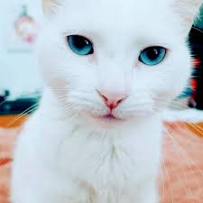 TOP 10 BEST Animal Assisted Therapy near Medford, MA 02155