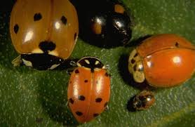 Add them now to this category in amarillo, tx or browse best pest control for more cities. Biological Control Of Insect Pests In Wheat