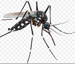 Maybe you would like to learn more about one of these? Titian Jaya Ulasan Langkah Langkah Mencegah Pembiakan Nyamuk Aedes
