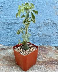 Image result for Adenia goetzei