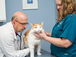 Veterinary schools are typically cheaper than veterinary clinics and animal hospitals. Toms River Veterinary Services Toms River Veterinary Care