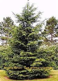 Dig a large hole, not too deep, but at least twice as wide. Norway Spruce