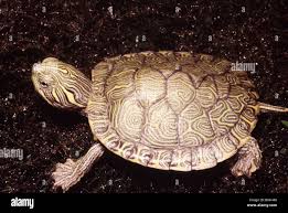 Image result for Pseudechinolaena