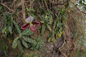 Image result for Crotalaria prolongata