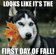 Happy 1st Day Of Fall Husky Dogs Siberian Husky Dog Siberian Husky