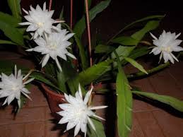 Night blooming cereus symbolism is that the plant which called the queen of the night cactus flowers reason of its fragrance. Night Blooming Cereus Indoor House Plants Cactus Plant