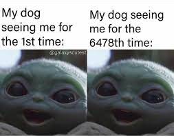 Baby Yoda Dog Really Funny Memes Funny Relatable Memes Stupid Funny Memes