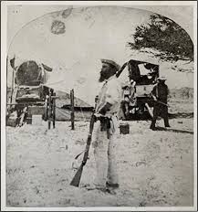 Image result for Leucosphaera bainesii