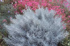 Image result for Helichrysum lastii