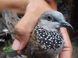 Burung bayan elektus rotatus membedakan kelaminnya sangatlah mudah pada burung jantan terdapat warna hijau sedangkan warna merah terdapat pada burung betina. Burung Derkuku Lokal Miliki Suara Kuk Tiga Laris Manis Kenapa Yaa Majalah Burung Pas Bacaan Seputar Kelangenan Anggungan Hobi Dan Perlombaan Satwa