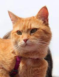 Wokingham July 2014 Orange Tabby Cats Street Cat Bob Orange Cats