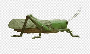 The order comprises two suborders, caelifera (grasshoppers, locusts, and mole crickets) and ensifera (true crickets, katydids, and bush crickets). Grasshopper Locust Insect Caelifera Grasshopper Insects Fauna Grass Png Pngwing
