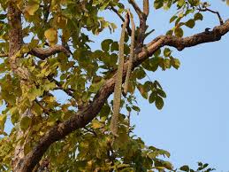 Image result for Radermachera xylocarpa