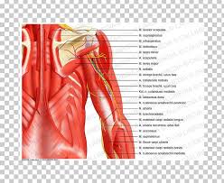 Pain in the shoulder joint. Serratus Anterior Muscle Serratus Posterior Inferior Muscle Serratus Posterior Superior Muscle Shoulder Png Clipart Abdomen Anatomy